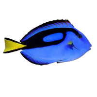 Imagem do produto Blue Tang